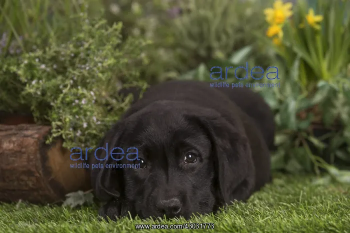  : Black labrador puppy outdoors in the garden