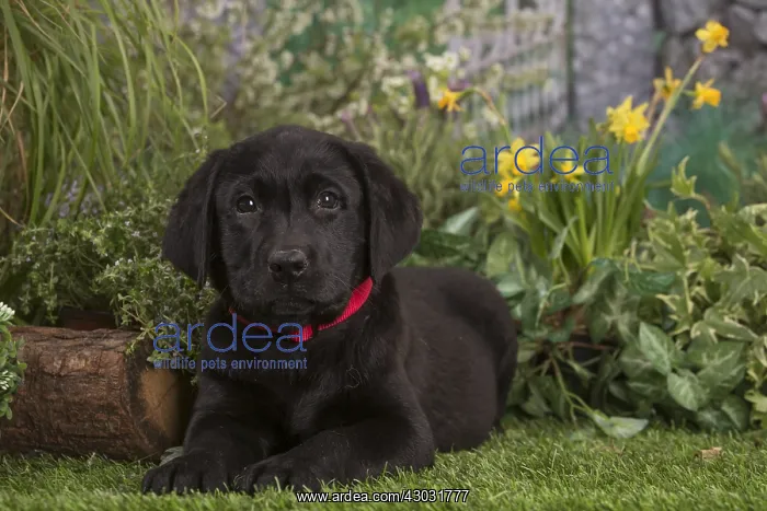  : Black labrador puppy outdoors in the garden