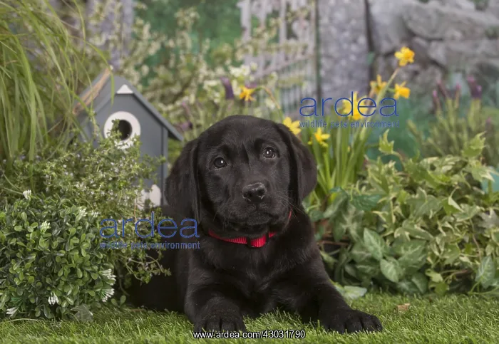  : Black labrador puppy outdoors in the garden