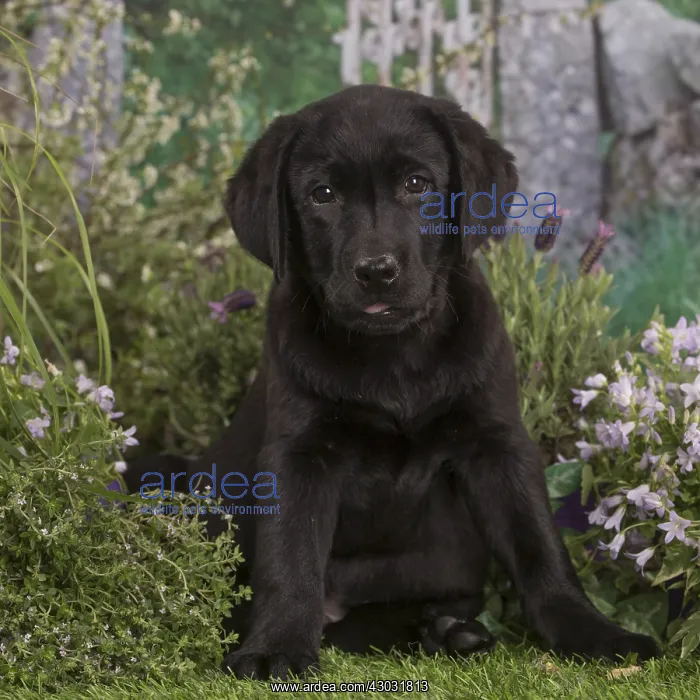  : Black labrador puppy outdoors in the garden