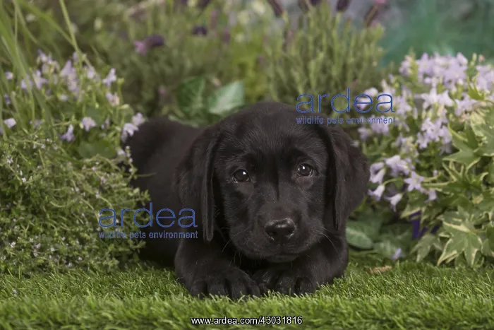  : Black labrador puppy outdoors in the garden