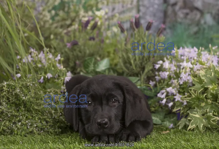  : Black labrador puppy outdoors in the garden