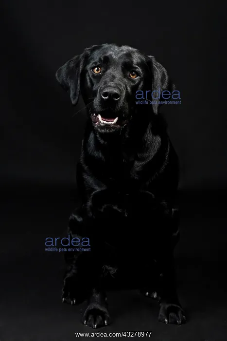 : Black Labrador Retriever : Black Labrador Retriever