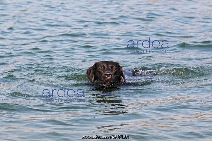 : Black Labrador Retriever, dog, swimming Schwarzer : Black Labrador Retriever, dog, swimming Schwarzer