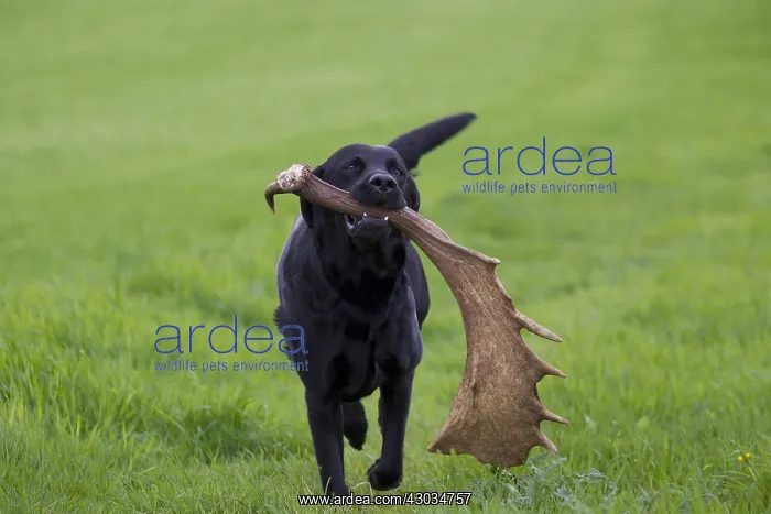 : Black Labrador Retriever - fetching shed antler : Black Labrador Retriever - fetching shed antler