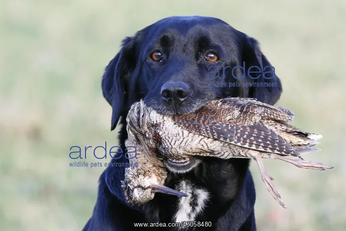 : Black Labrador retriever with game (Woodcok) GB : Black Labrador retriever with game (Woodcok) GB