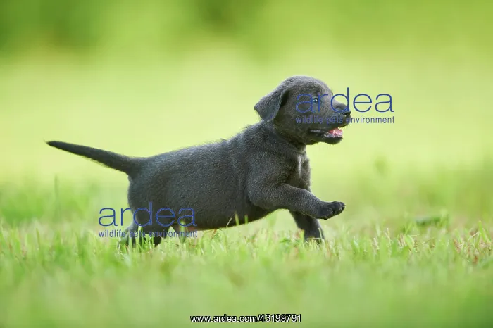: Black Labrador Retriever, pup running on a meadow : Black Labrador Retriever, pup running on a meadow