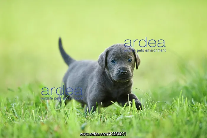  : Black Labrador Retriever, pup walking on a meadow