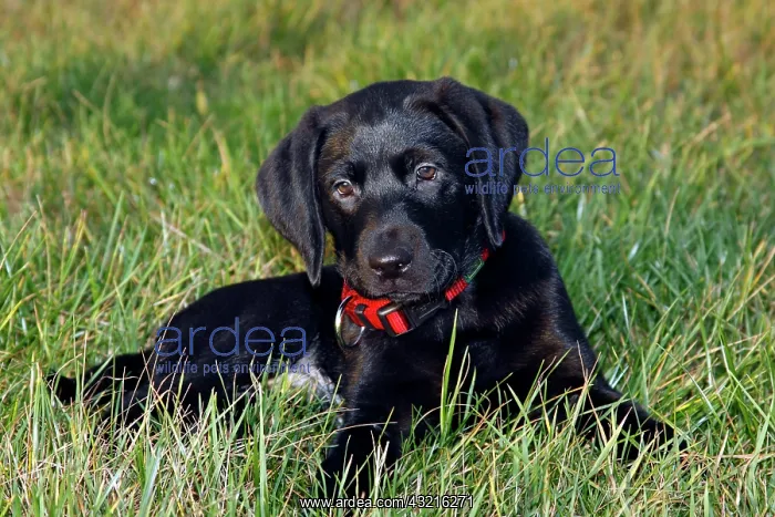 : Black Labrador Retriever puppy, 10 weeks, male : Black Labrador Retriever puppy, 10 weeks, male