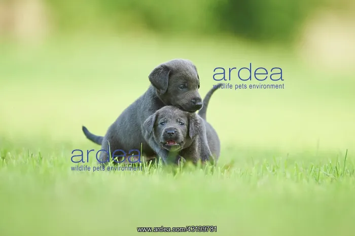 : Black Labrador Retriever, pups playing on a meadow : Black Labrador Retriever, pups playing on a meadow