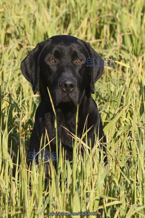 : Black Labrador retriever sitting in a field GB : Black Labrador retriever sitting in a field GB