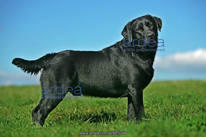  : Black Labrador - standing