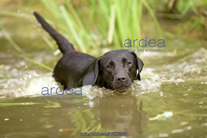  : Black Labrador - swimming