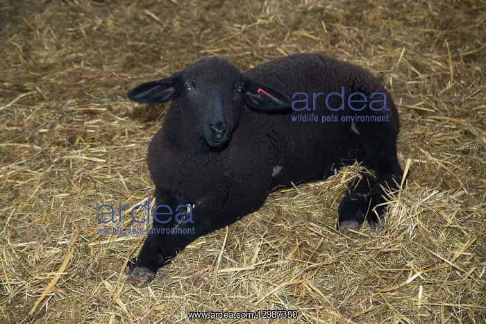 : Black Lamb in winter stall : Black Lamb in winter stall