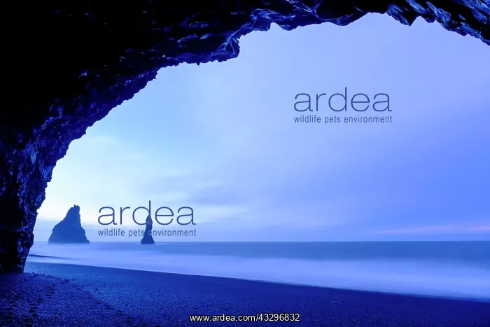 : Black lava beach, basalt cave with basalt rocks : Black lava beach, basalt cave with basalt rocks