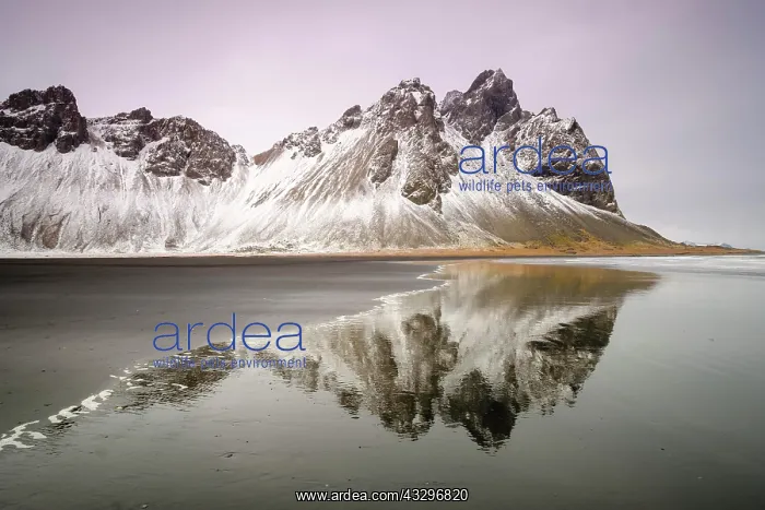 : Black lava beach, Mount Vestrahorn, Stokksnes, Eastern : Black lava beach, Mount Vestrahorn, Stokksnes, Eastern