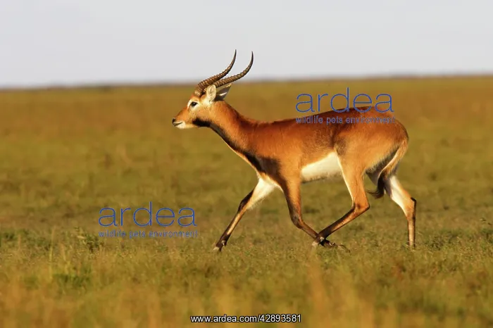 : Black Lechwe : Black Lechwe