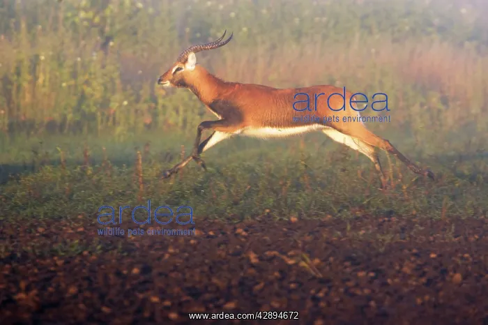 : Black Lechwe : Black Lechwe