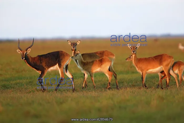 : Black Lechwe : Black Lechwe