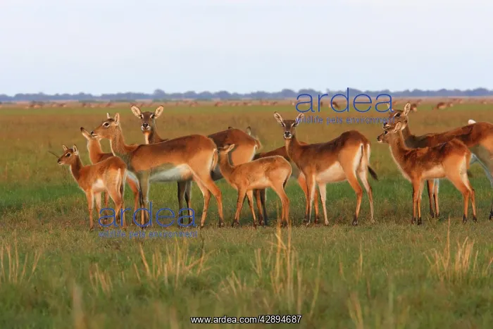 : Black Lechwe : Black Lechwe