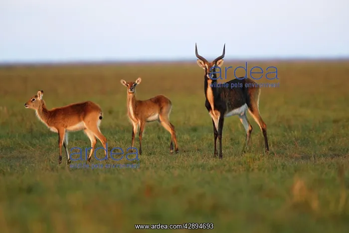: Black Lechwe : Black Lechwe