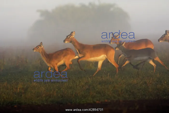 : Black Lechwe : Black Lechwe