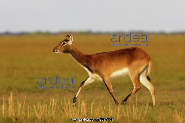  : Black Lechwe