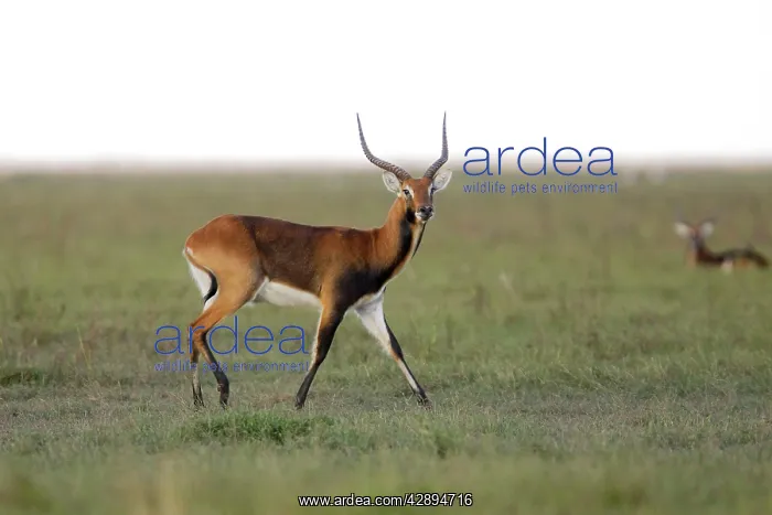 : Black Lechwe : Black Lechwe