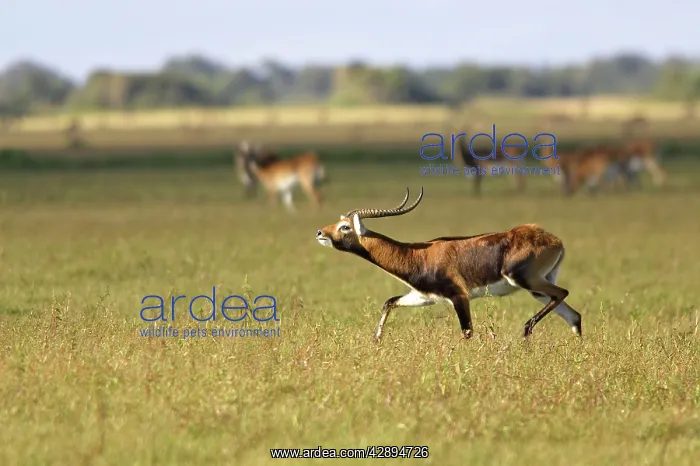 : Black Lechwe : Black Lechwe