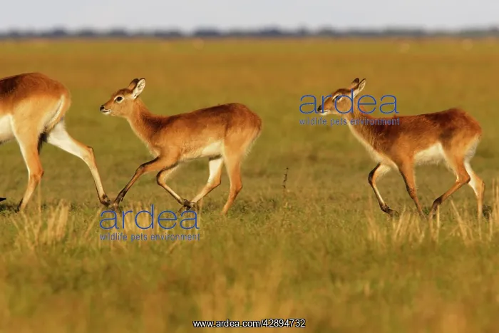 : Black Lechwe : Black Lechwe