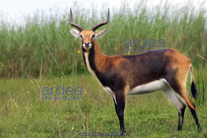 : Black Lechwe : Black Lechwe