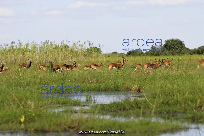 : Black Lechwe : Black Lechwe