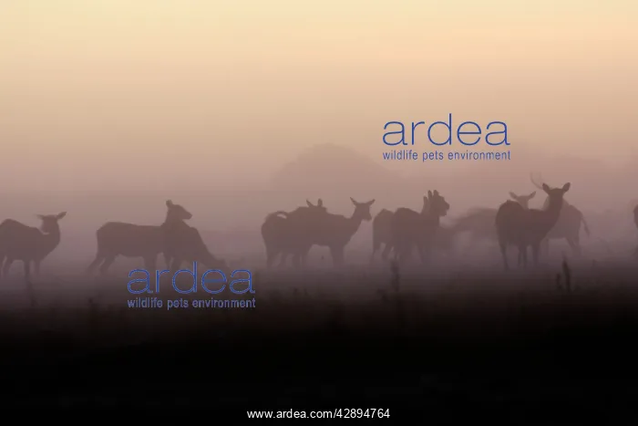 : Black Lechwe : Black Lechwe
