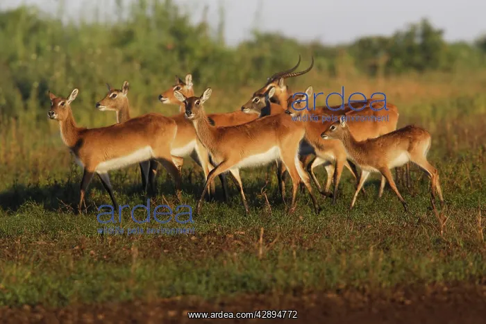 : Black Lechwe : Black Lechwe