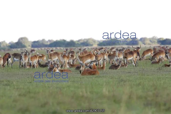 : Black Lechwe : Black Lechwe