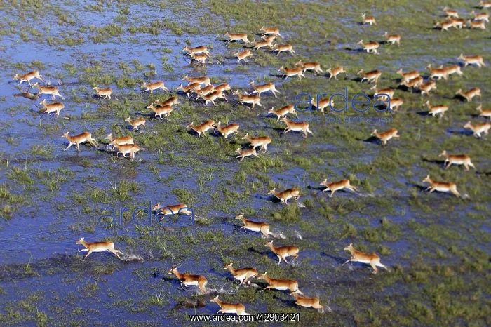 : Black Lechwe : Black Lechwe