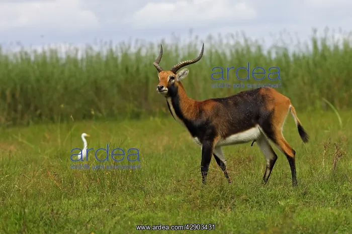 : Black Lechwe : Black Lechwe