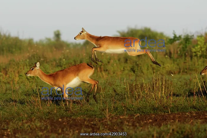 : Black Lechwe : Black Lechwe