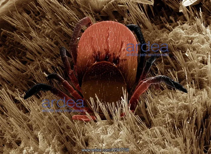 : Black-legged or Deer Tick : Black-legged or Deer Tick