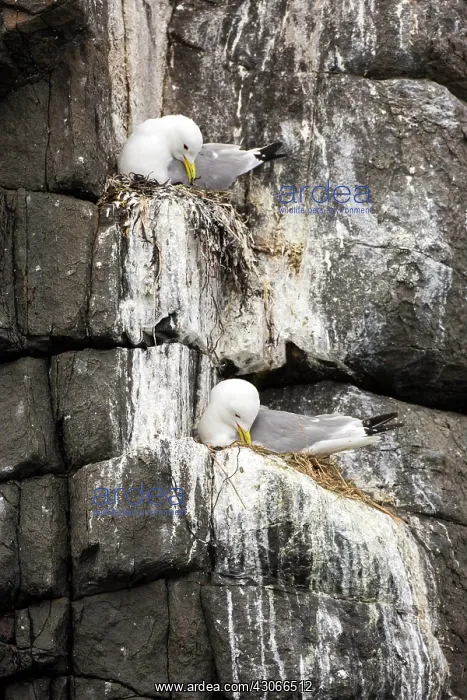 : Black-legged kitiwake (Rissa tridactyla) nesting : Black-legged kitiwake (Rissa tridactyla) nesting