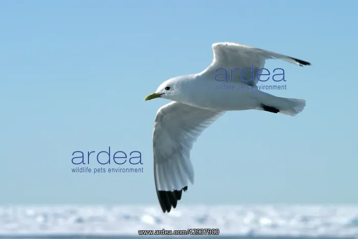: Black-legged Kittiwake : Black-legged Kittiwake