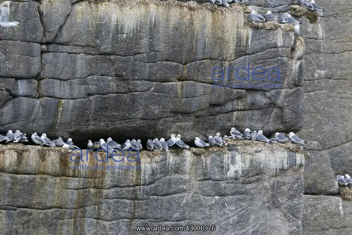 : Black-legged Kittiwake : Black-legged Kittiwake