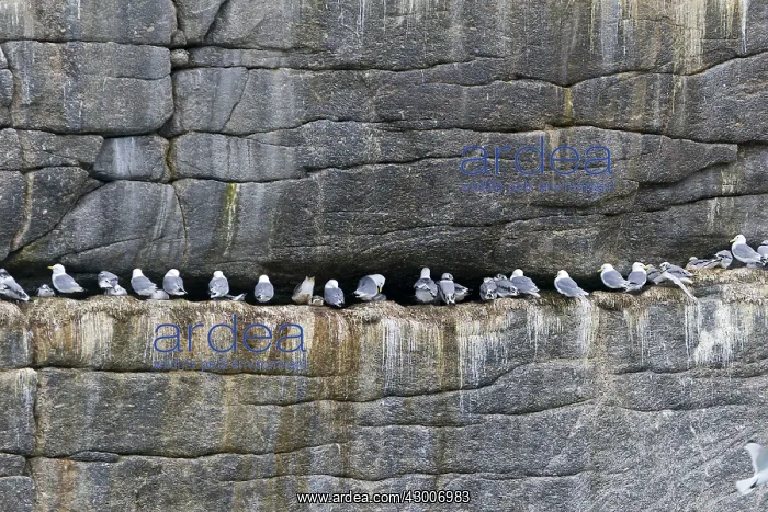: Black-legged Kittiwake : Black-legged Kittiwake