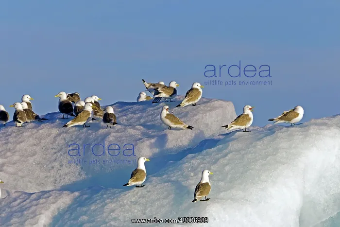 : Black-legged Kittiwake : Black-legged Kittiwake