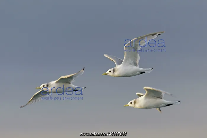 : Black-legged Kittiwake : Black-legged Kittiwake