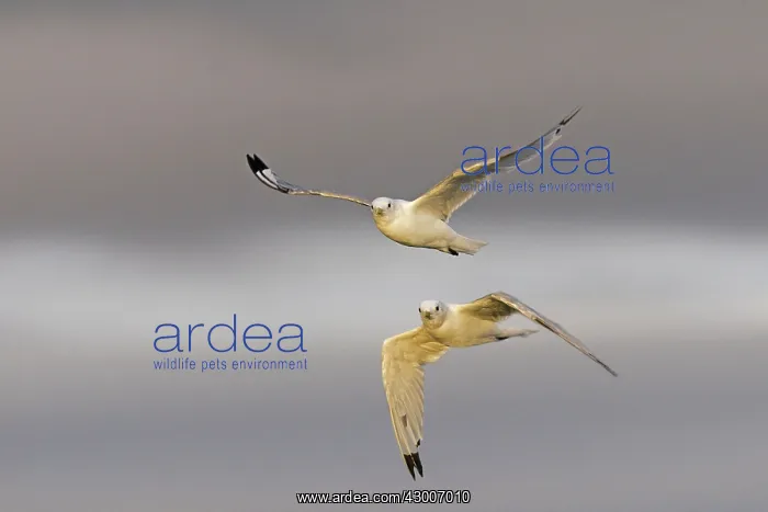 : Black-legged Kittiwake : Black-legged Kittiwake