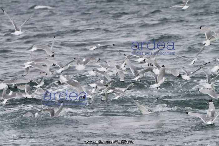 : Black-legged Kittiwake : Black-legged Kittiwake