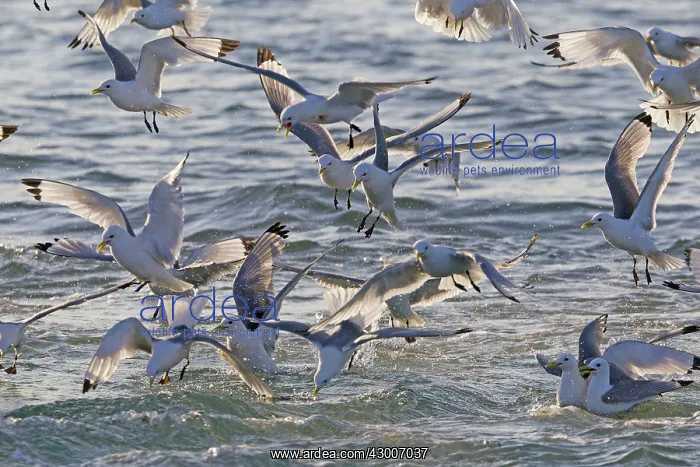 : Black-legged Kittiwake : Black-legged Kittiwake