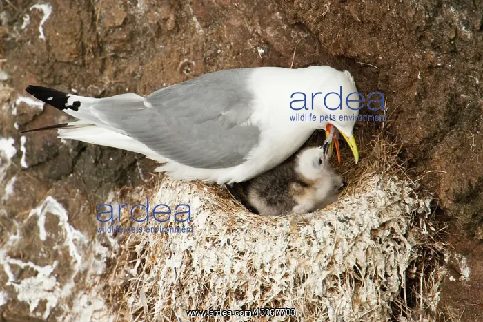 : Black-legged Kittiwake : Black-legged Kittiwake