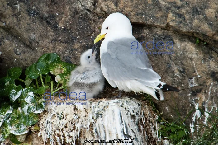 : Black-legged Kittiwake : Black-legged Kittiwake